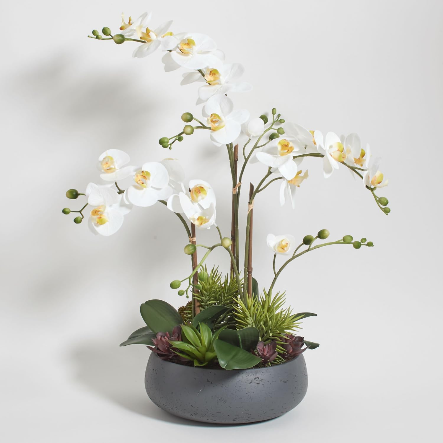 White Orchid Succulent Arrangement