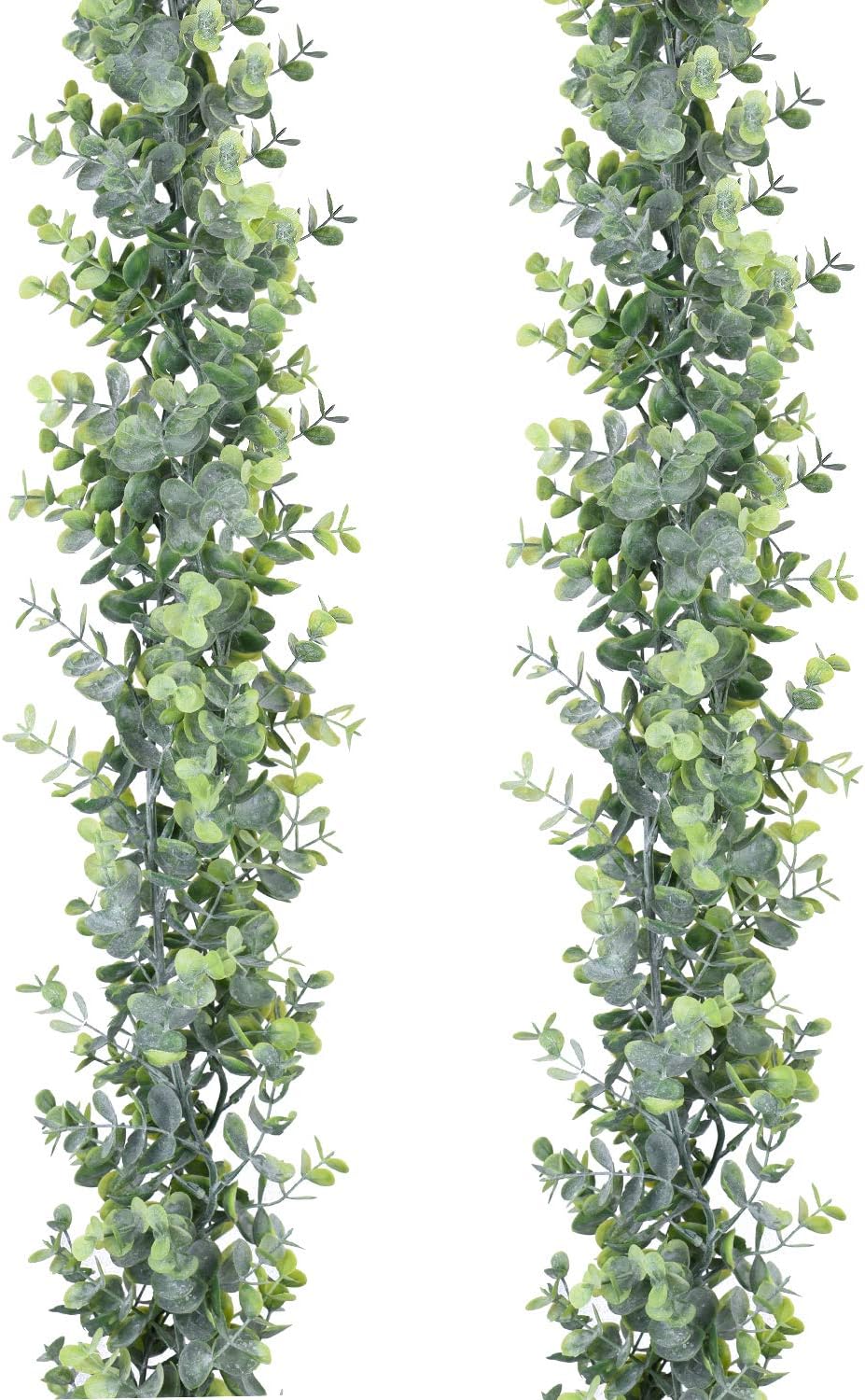 Hanging and Trailing Plants